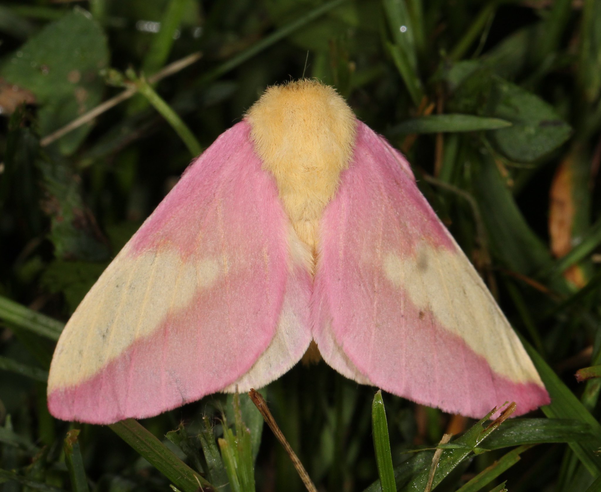 Rosy maple moth  South Carolina Public Radio