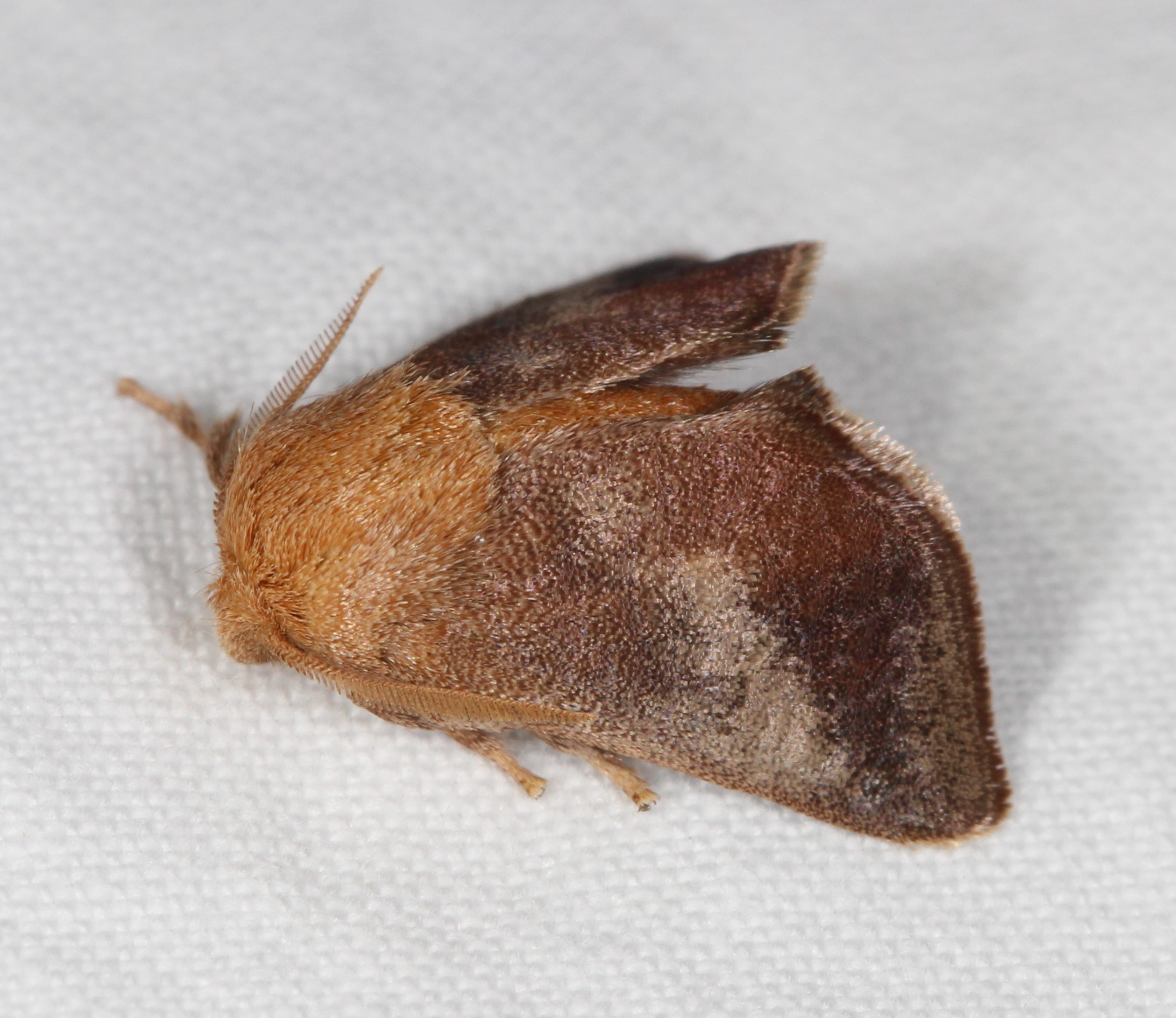 Maryland Biodiversity Project - Crowned Slug Moth (Isa textula)