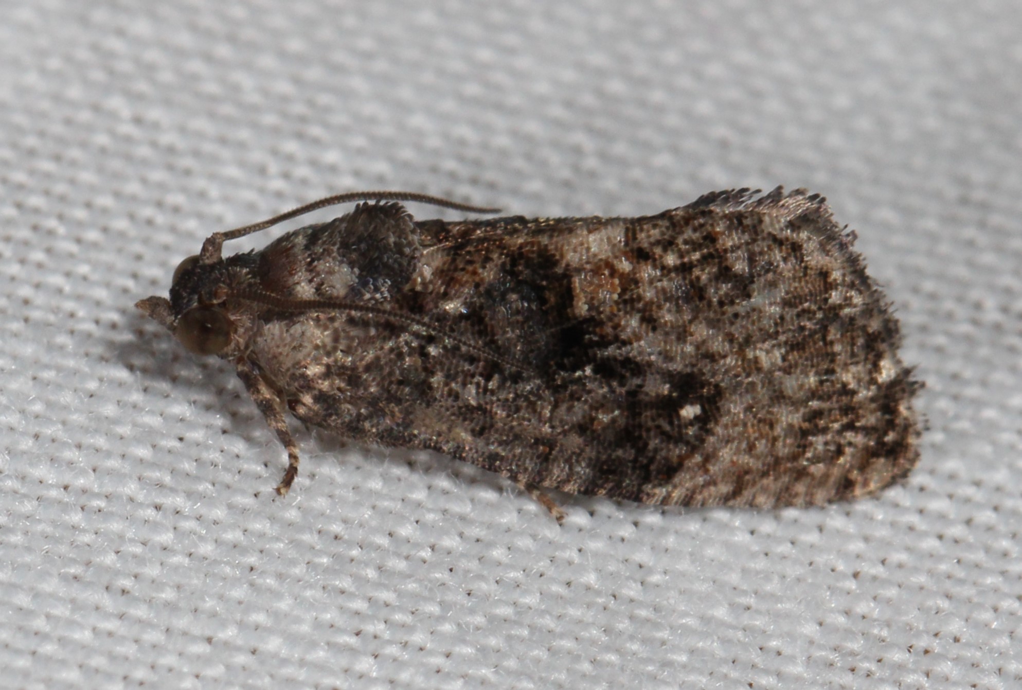 Maryland Biodiversity Project - Dotted Ecdytolopha Moth (Gymnandrosoma ...