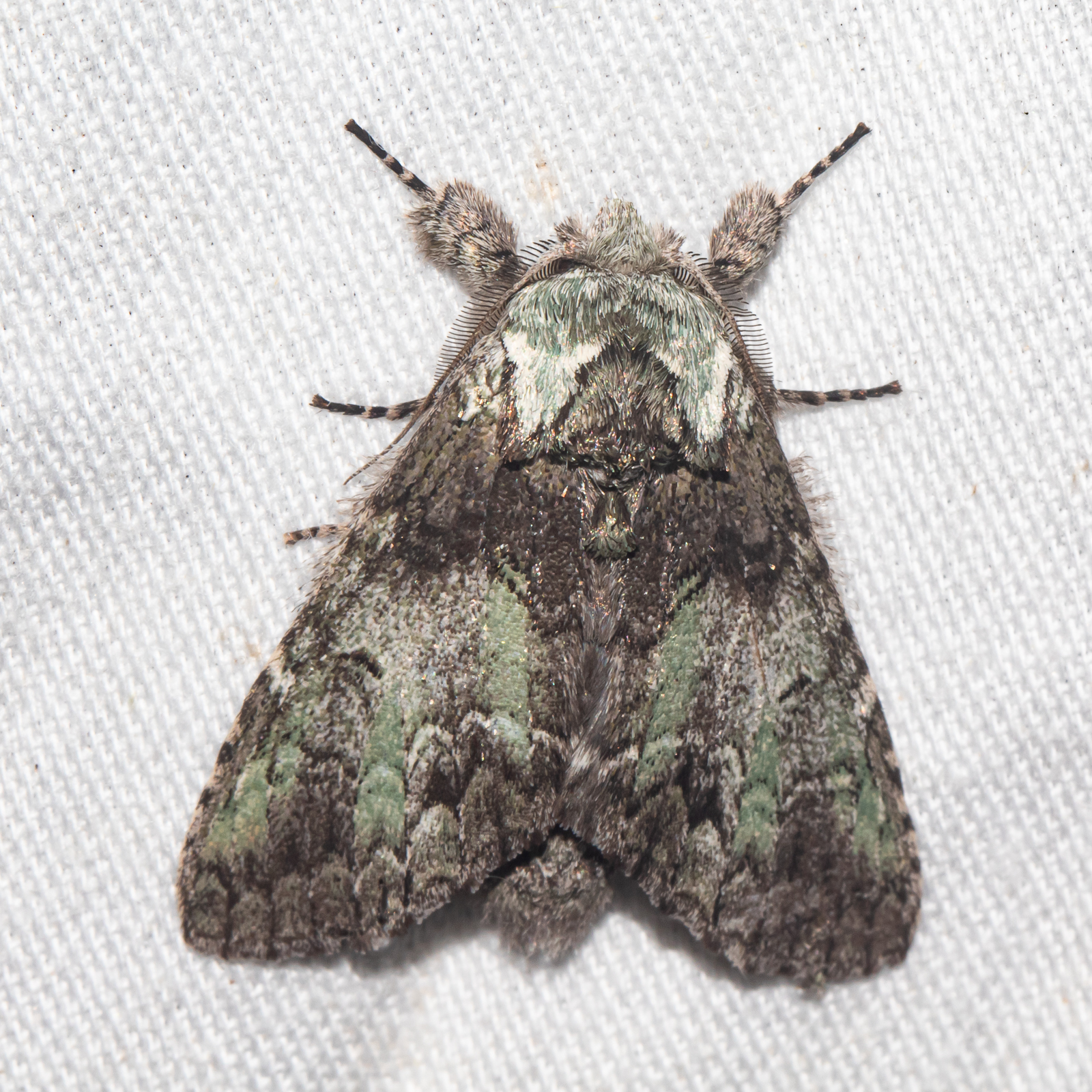 Mottled Prominent Moth