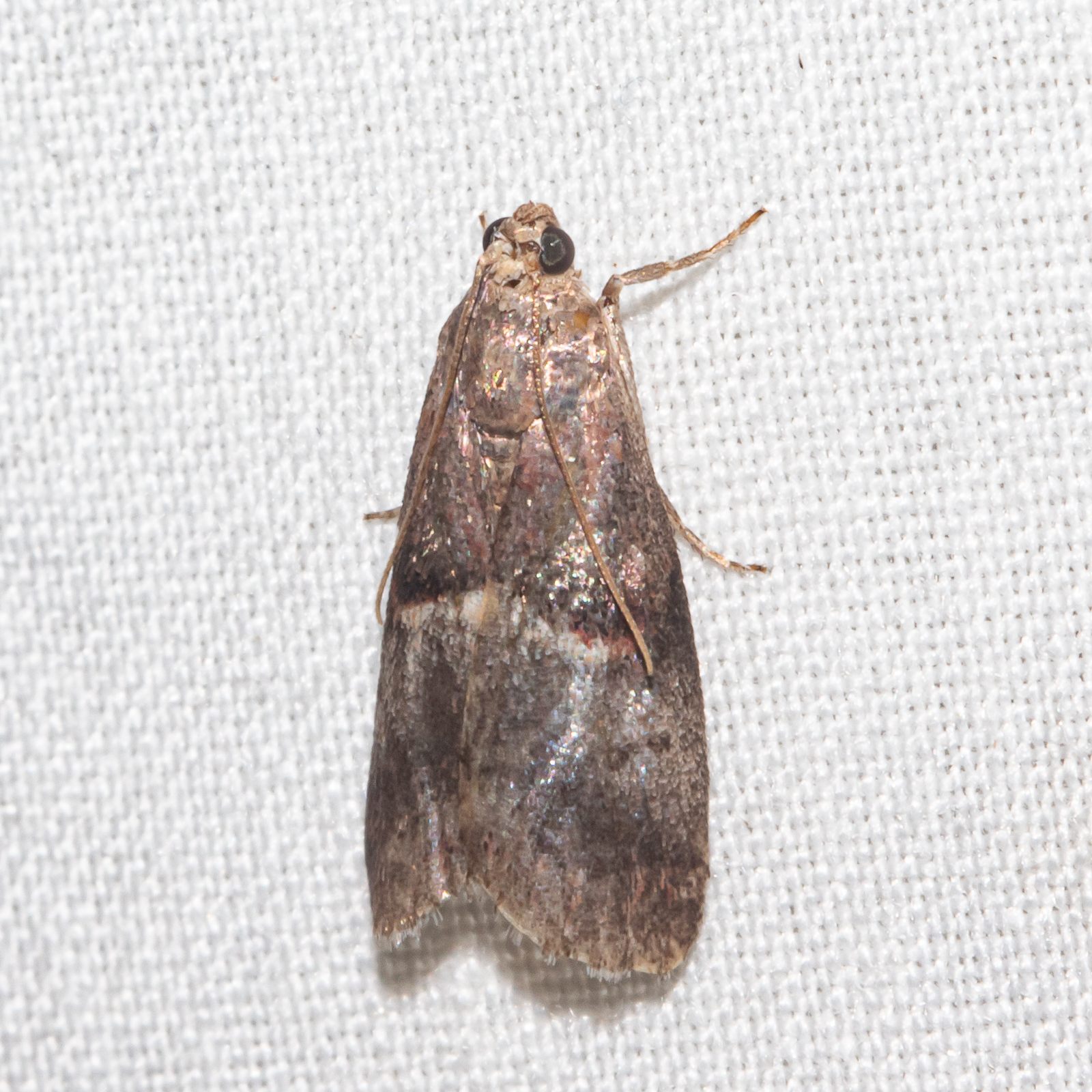 Cordovan Pyralid Moth