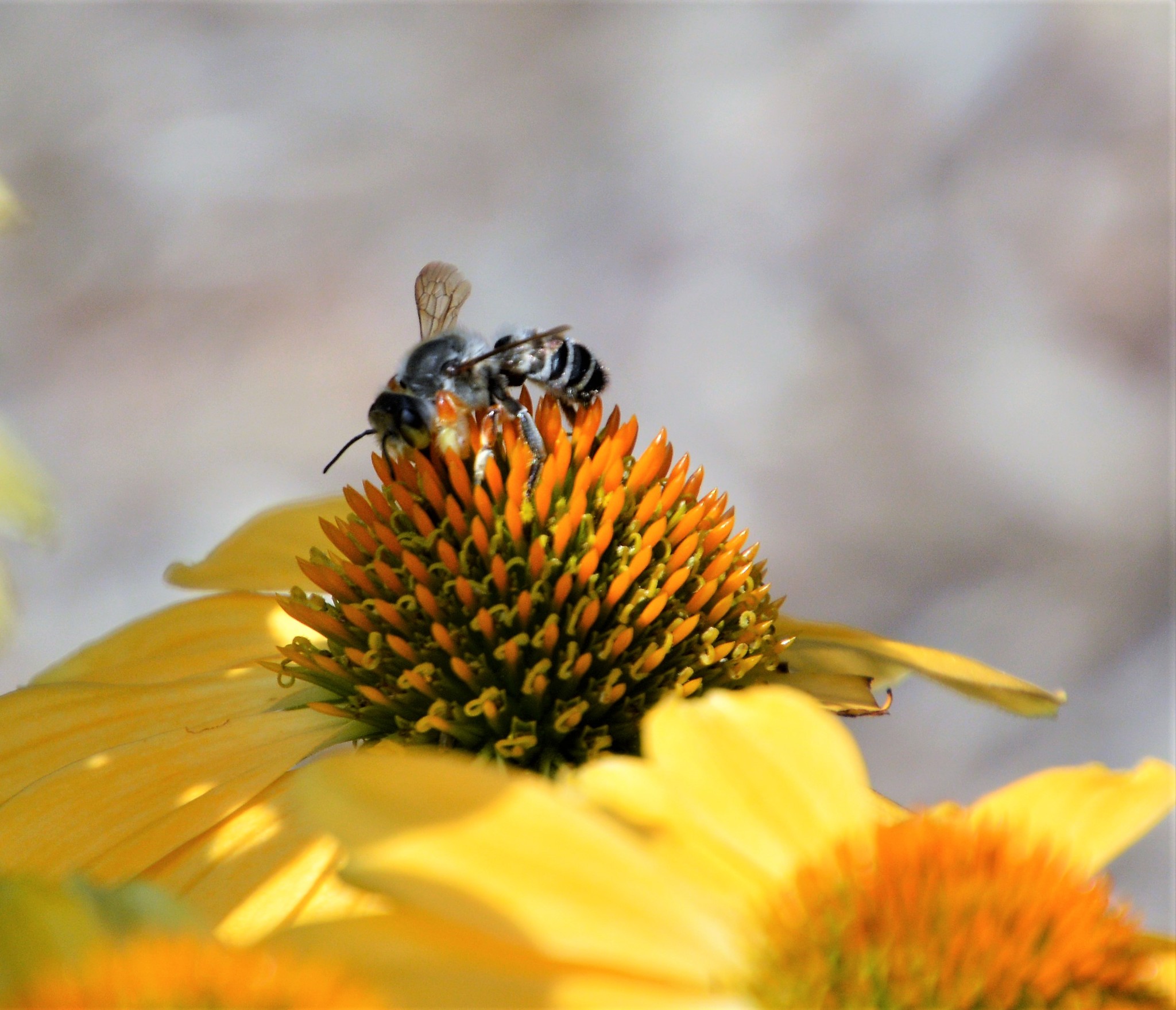 Maryland Biodiversity Project - Thumbed Leafcutter Bee (Megachile ...