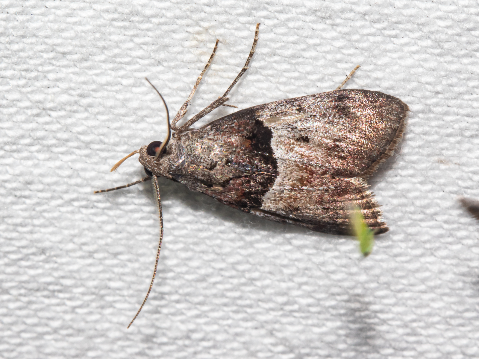 Maryland Biodiversity Project - Pine Webworm Moth (Pococera robustella)