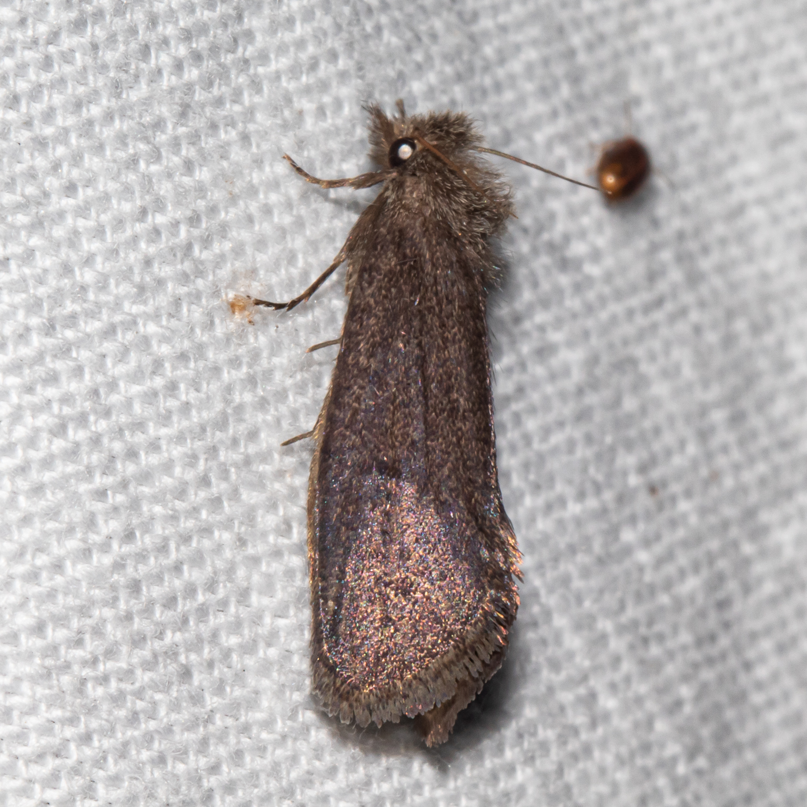 Maryland Biodiversity Project - Walsingham's Grass Tubeworm Moth ...