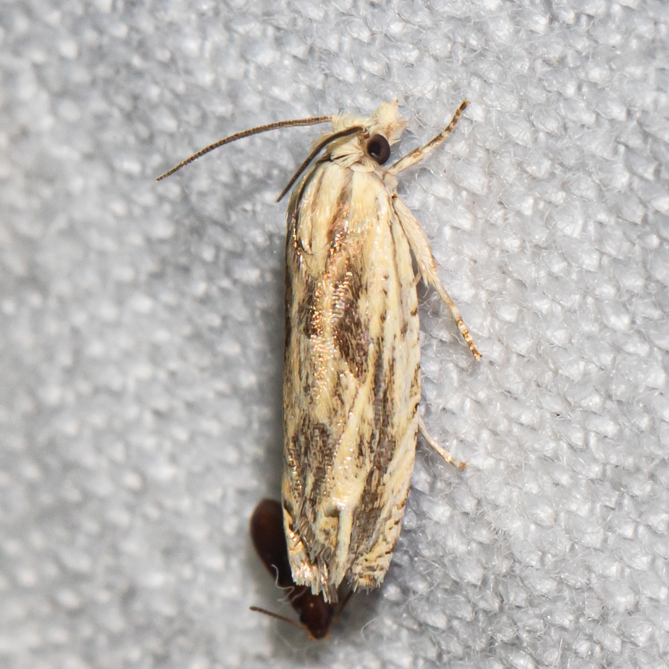 Maryland Biodiversity Project - Olivaceous Eucosma Moth (Eucosma ...