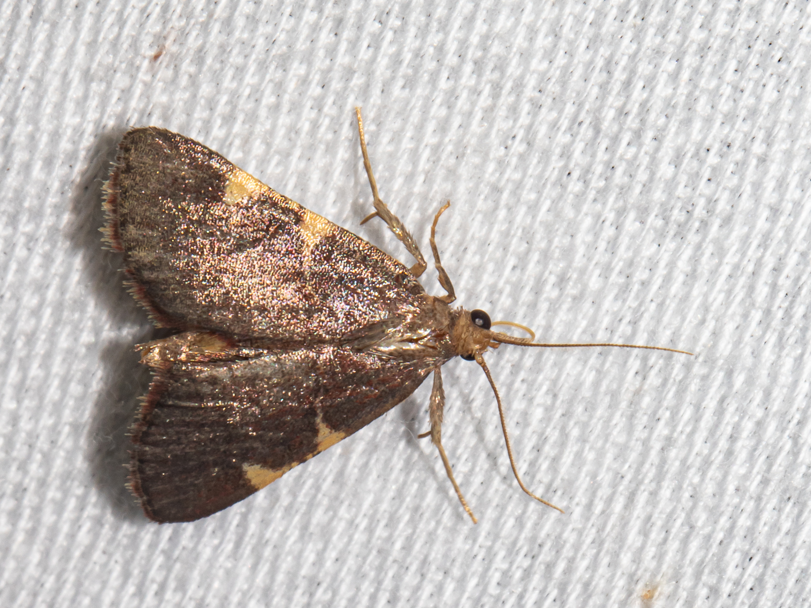 Maryland Biodiversity Project - Yellow-fringed Dolichomia Moth ...