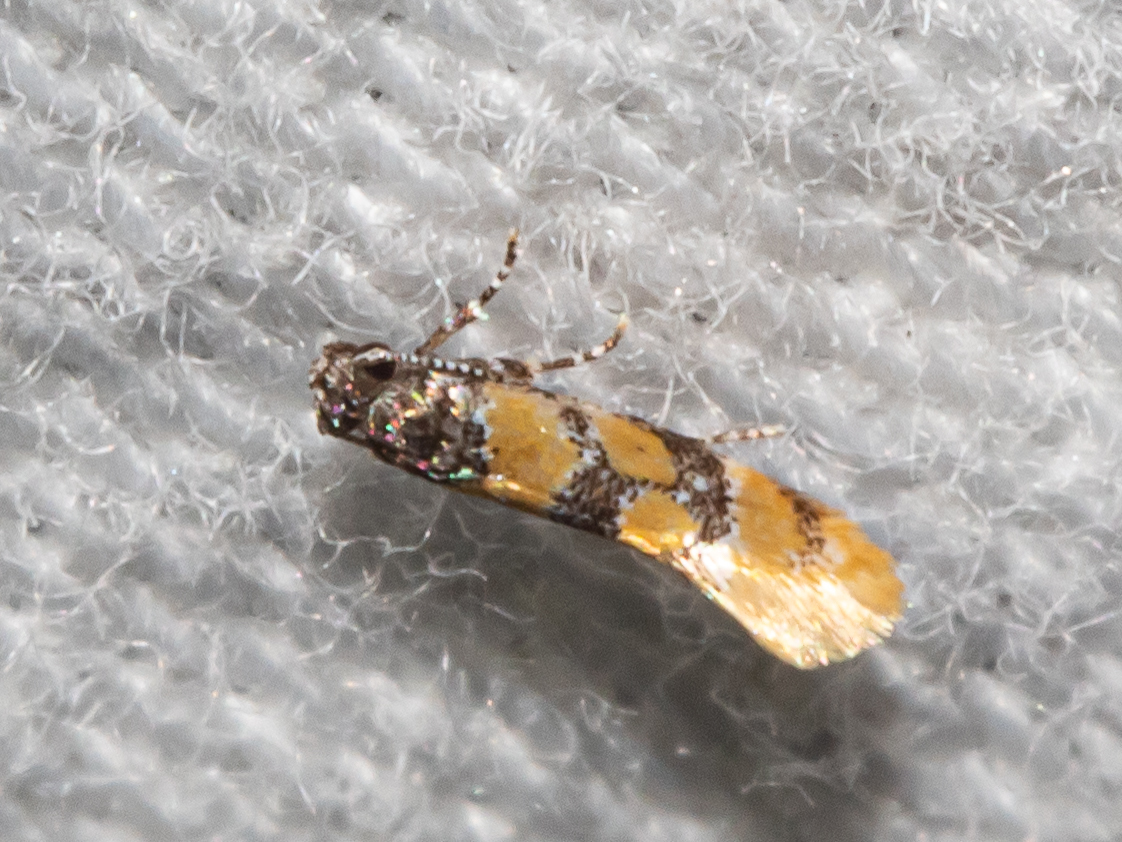 Small Decantha Moth