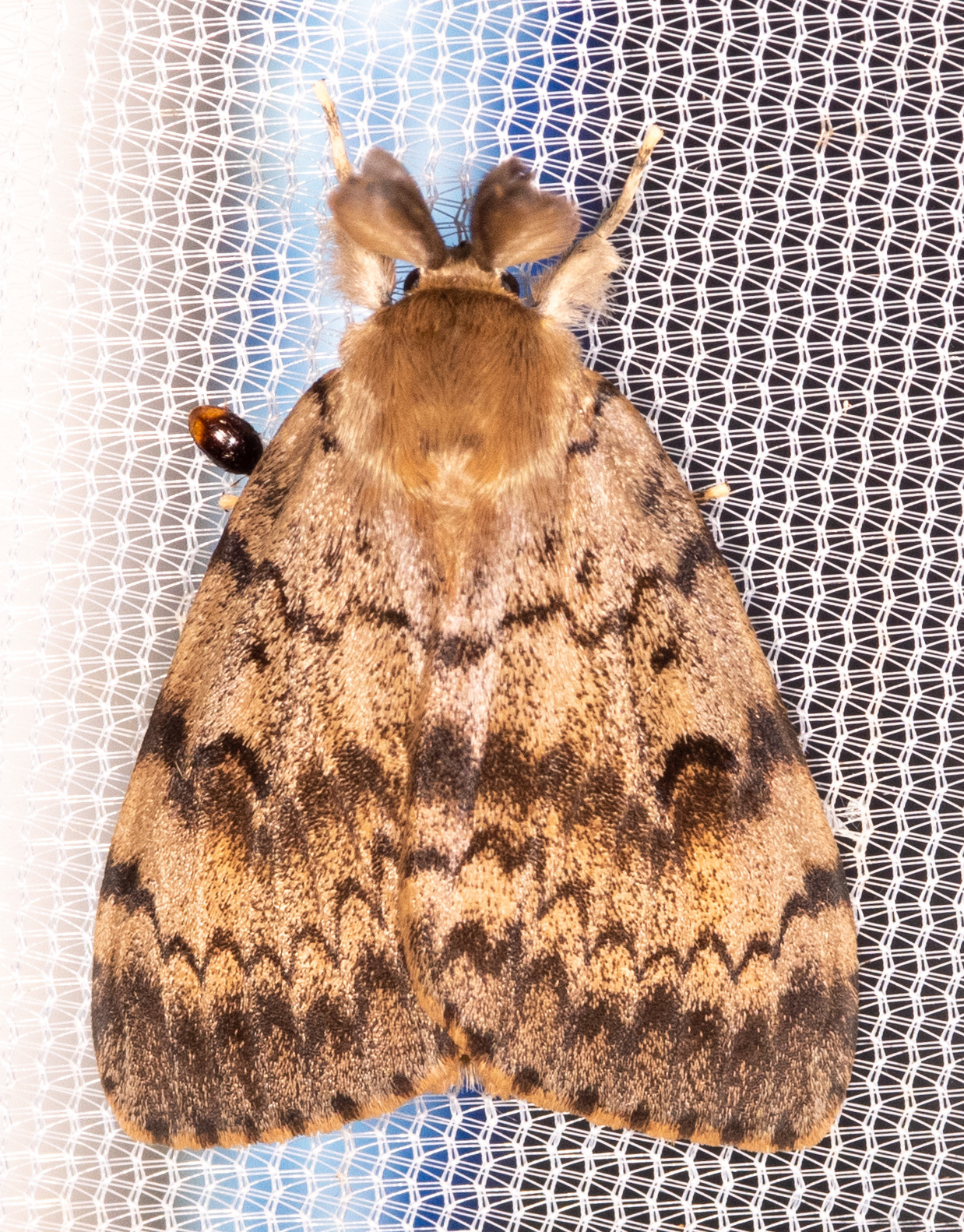 spongy moth (Lymantria dispar) adult - Entomology Today