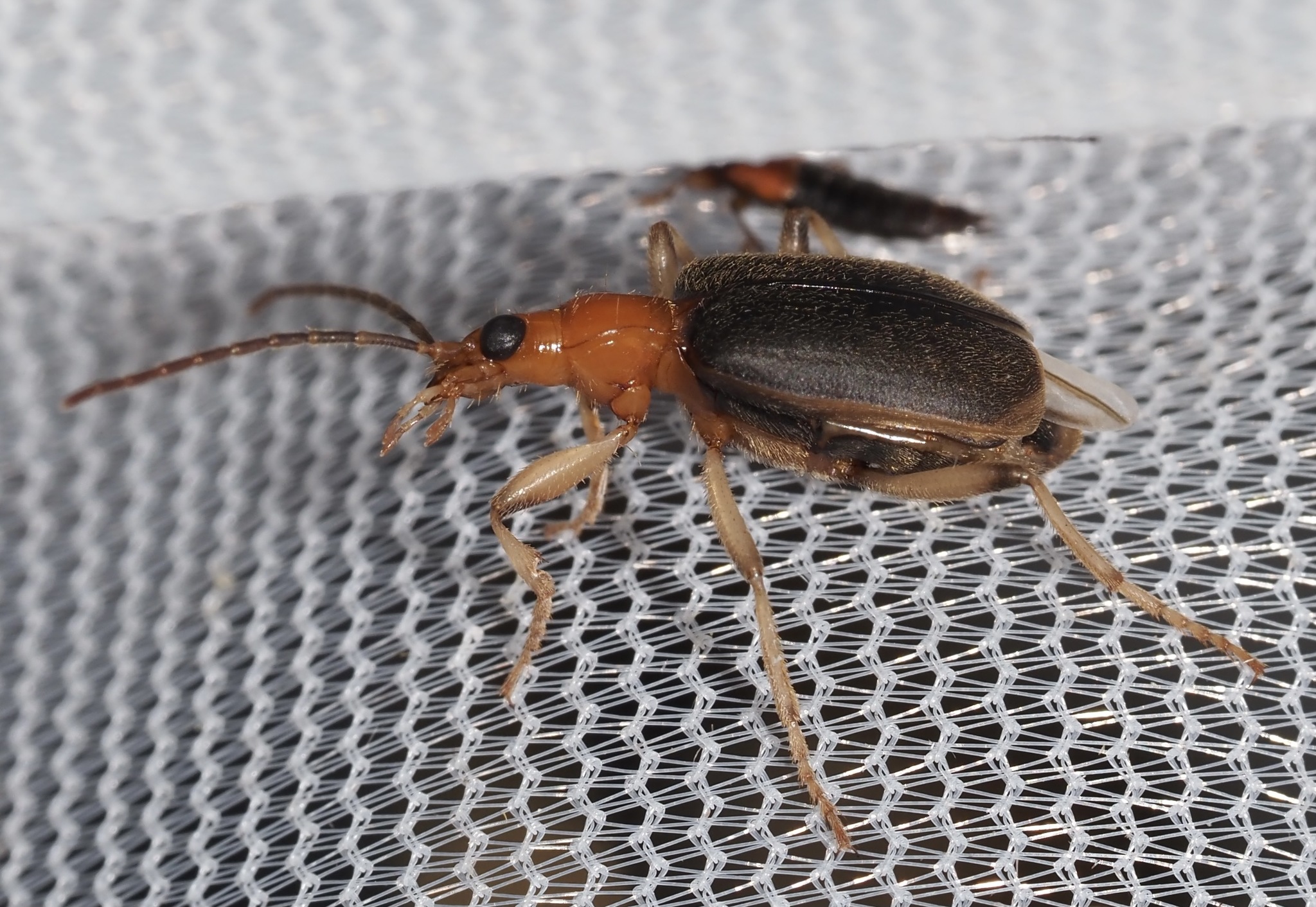 Maryland Biodiversity Project Bombardier Beetle (Brachinus sp.)