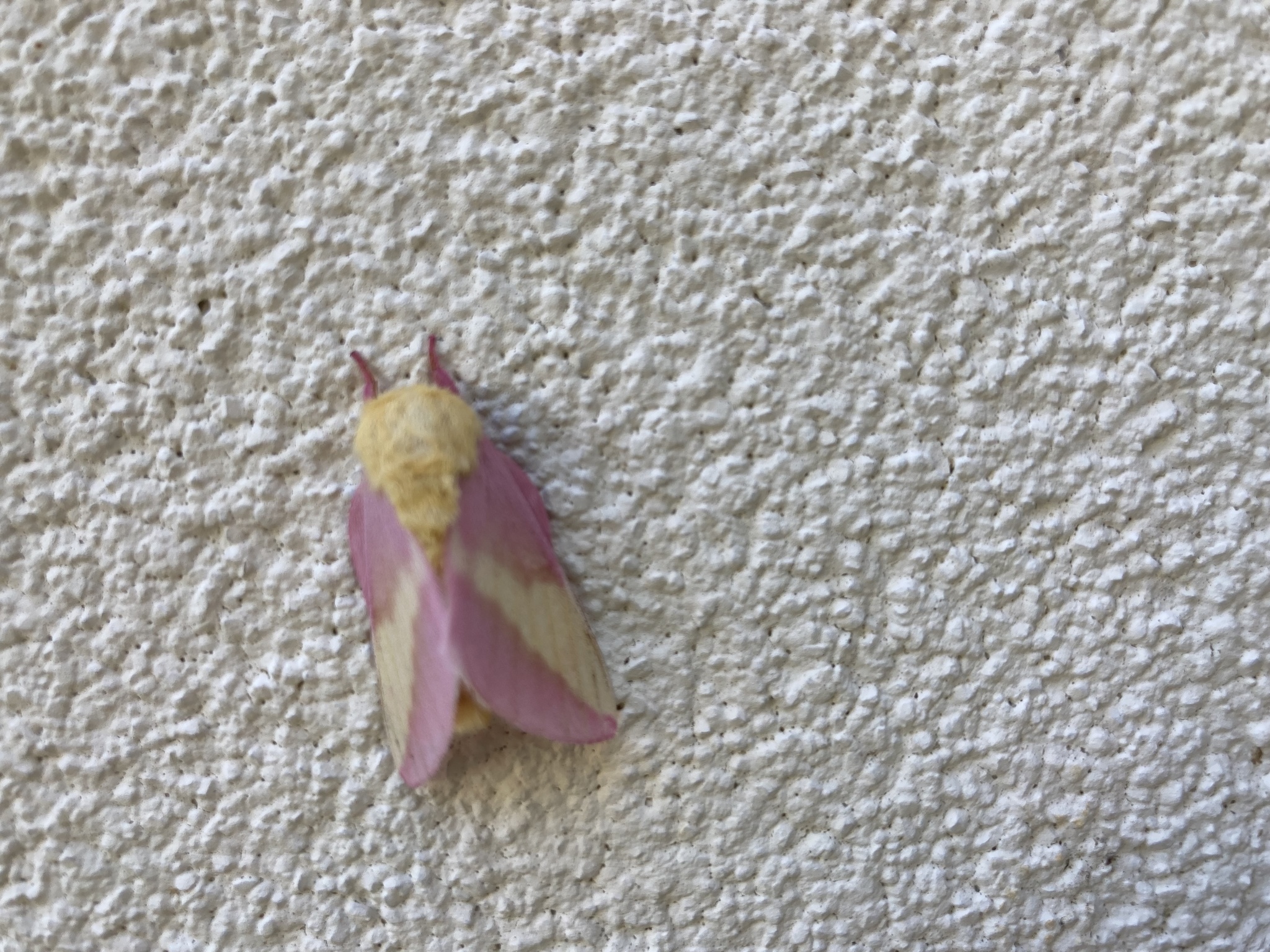 Rosy Maple Moth (Dryocampa rubicunda) · iNaturalist