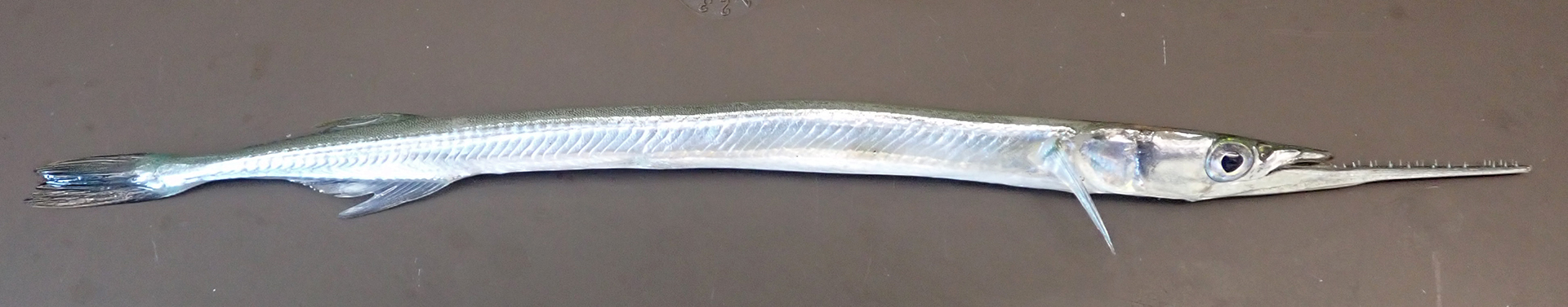 Maryland Biodiversity Project - Atlantic Needlefish (Strongylura marina)