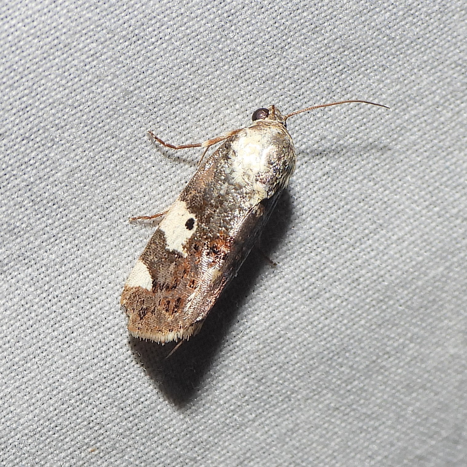 Maryland Biodiversity Project - Exposed Bird-dropping Moth (Tarache aprica)