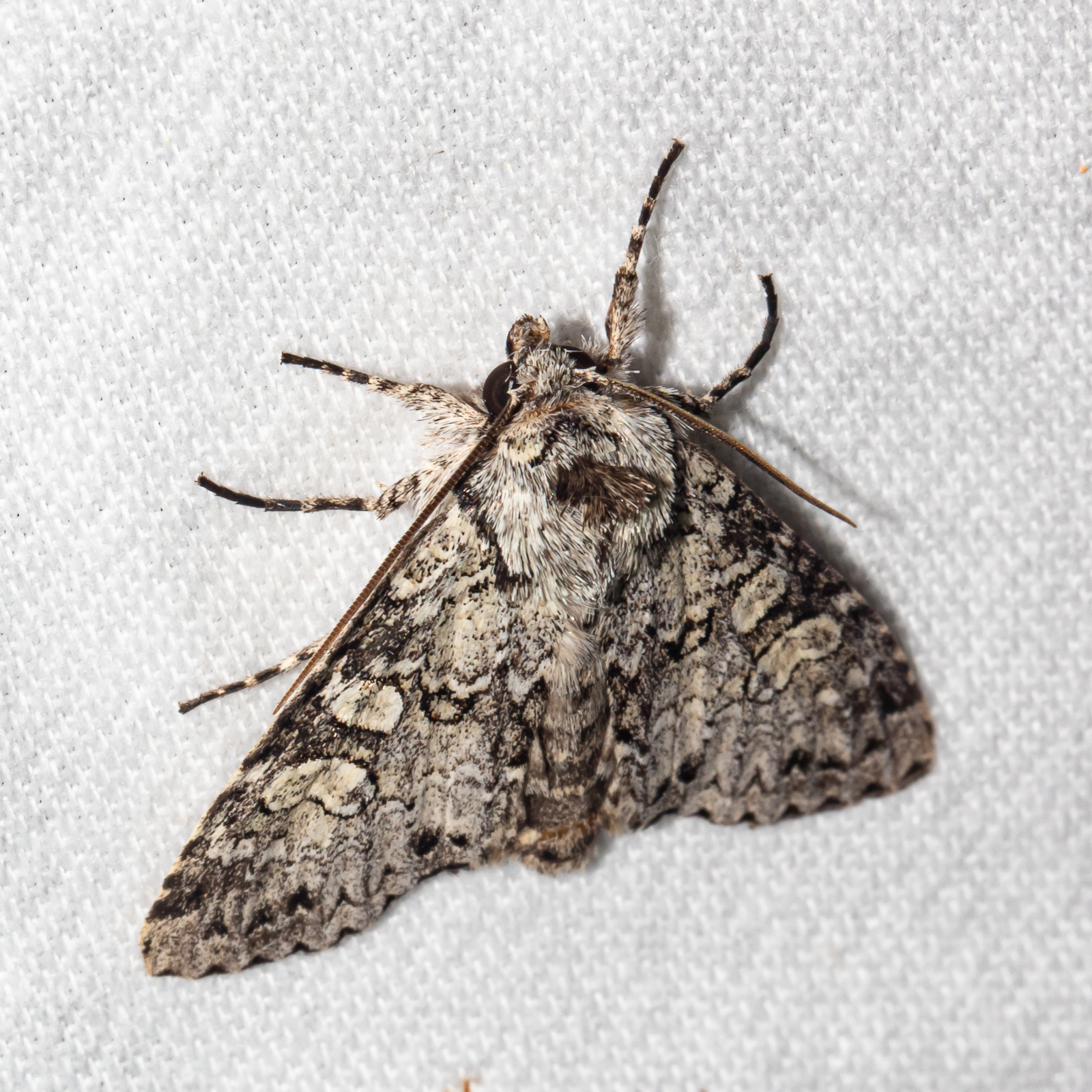 Maryland Biodiversity Project - Stormy Arches Moth (Polia nimbosa)