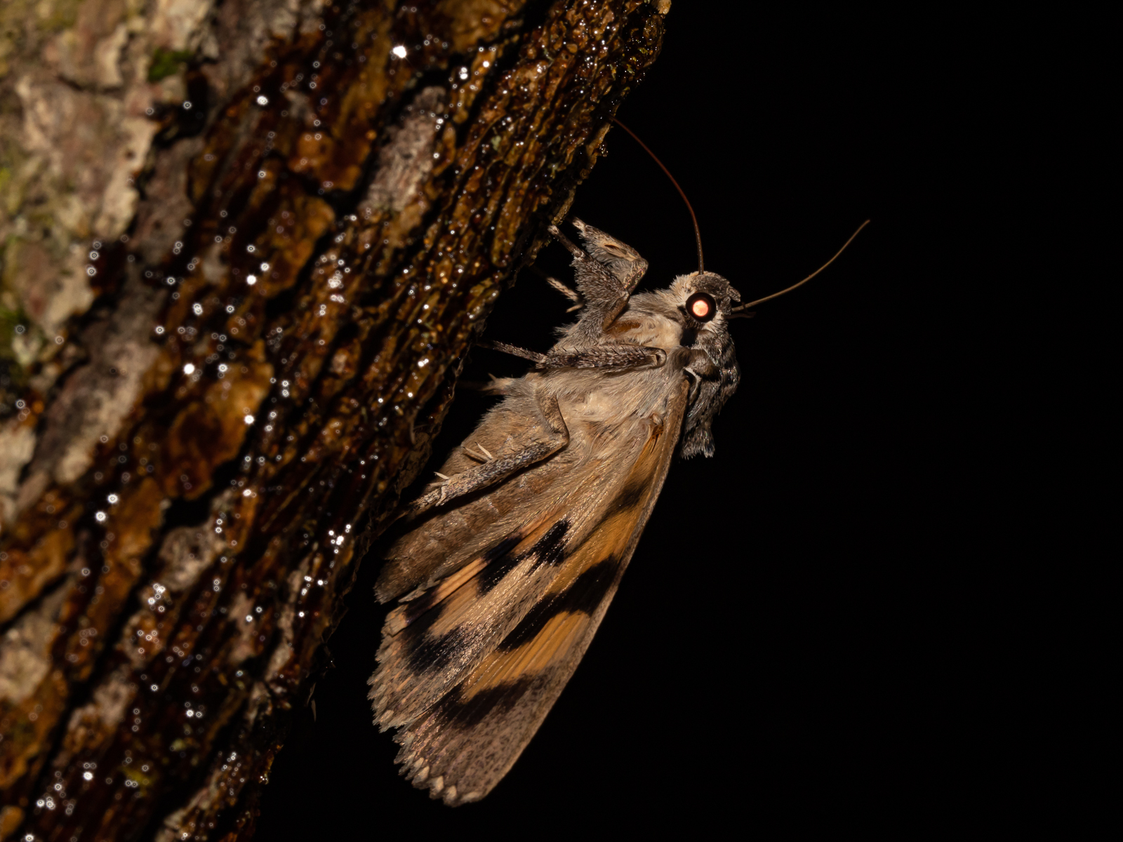 Reapers Bride, Mechanical Moth