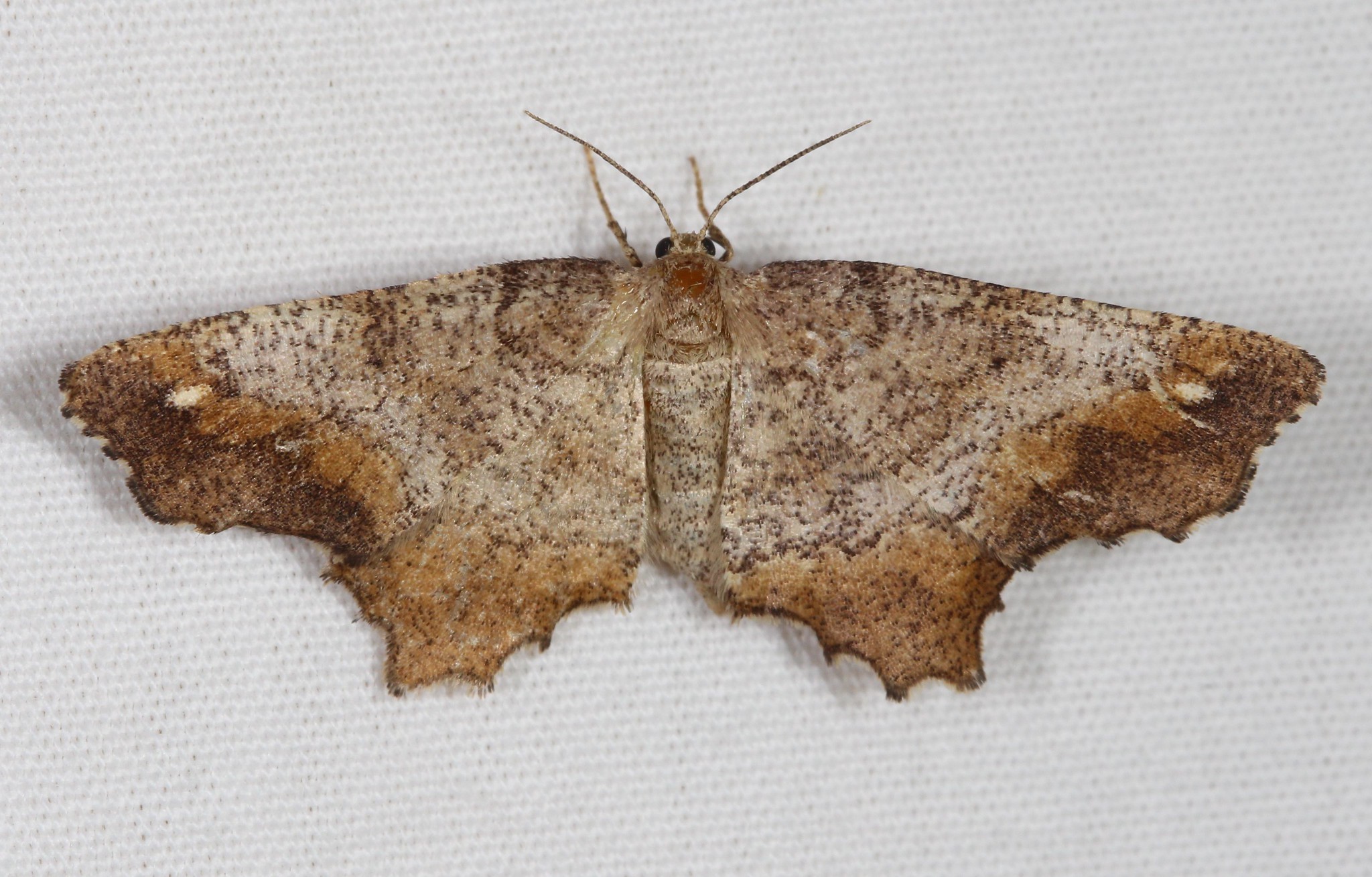 One-spotted Variant Moth