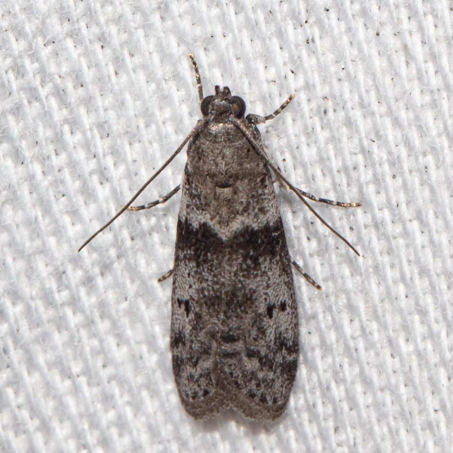 Maryland Biodiversity Project - Mediterranean Flour Moth (Ephestia ...