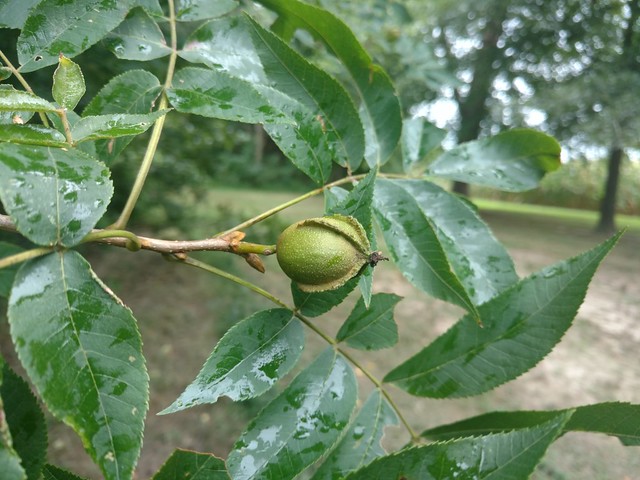 Bitternut Hickory in Queen Anne's Co., Maryland (8/13/2019). Note the four wings towards the tip of the fruit.
