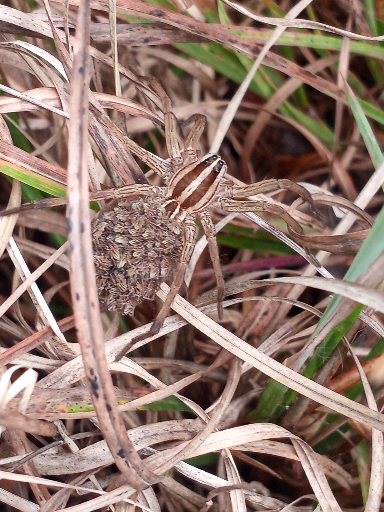 Rabid Wolf Spider (Rabidosa rabida) · iNaturalist