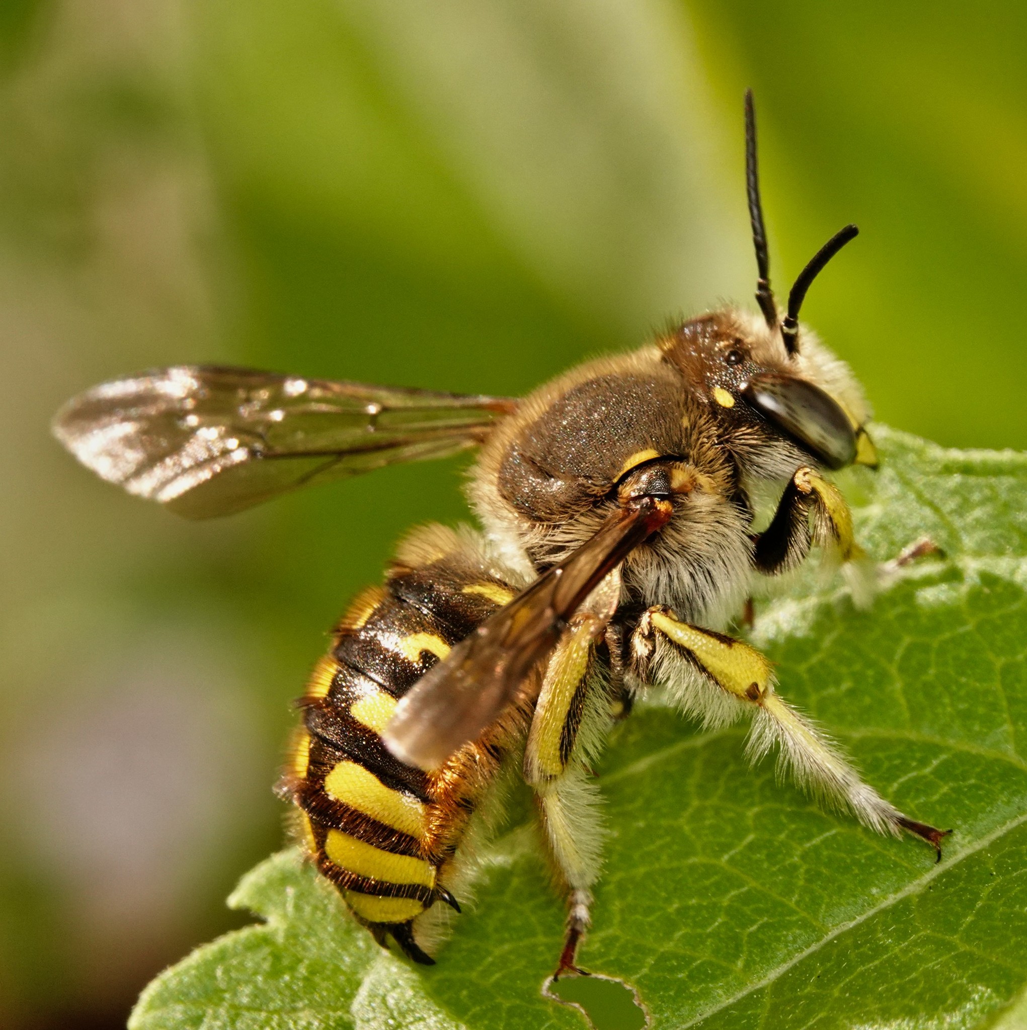 Maryland Biodiversity Project - Wool Carder Bee (Anthidium manicatum)