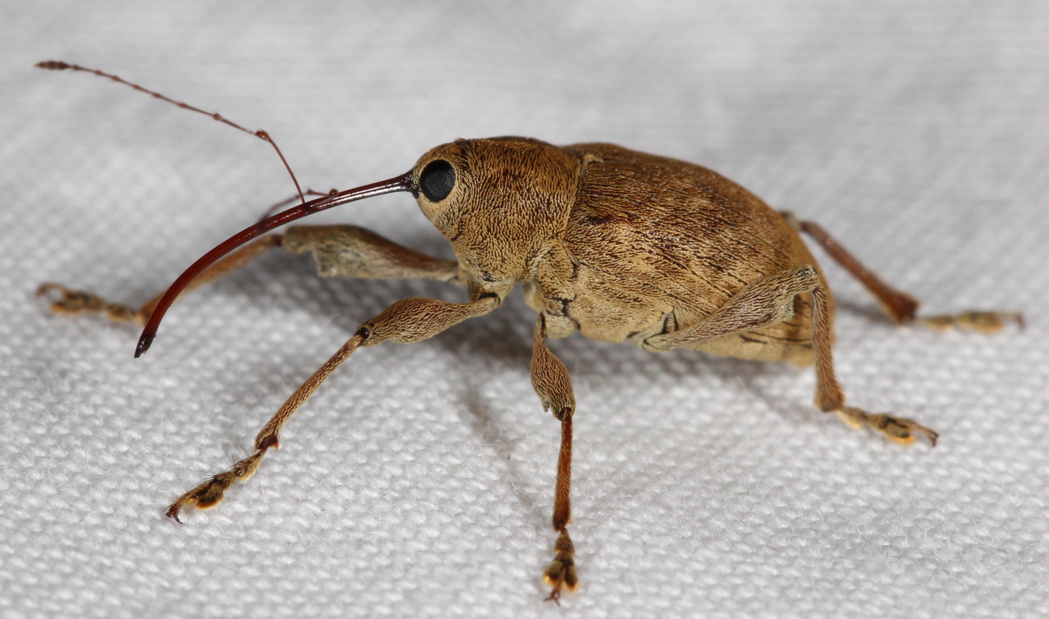 Maryland Biodiversity Project Acorn Weevil Sp Curculio Sp 