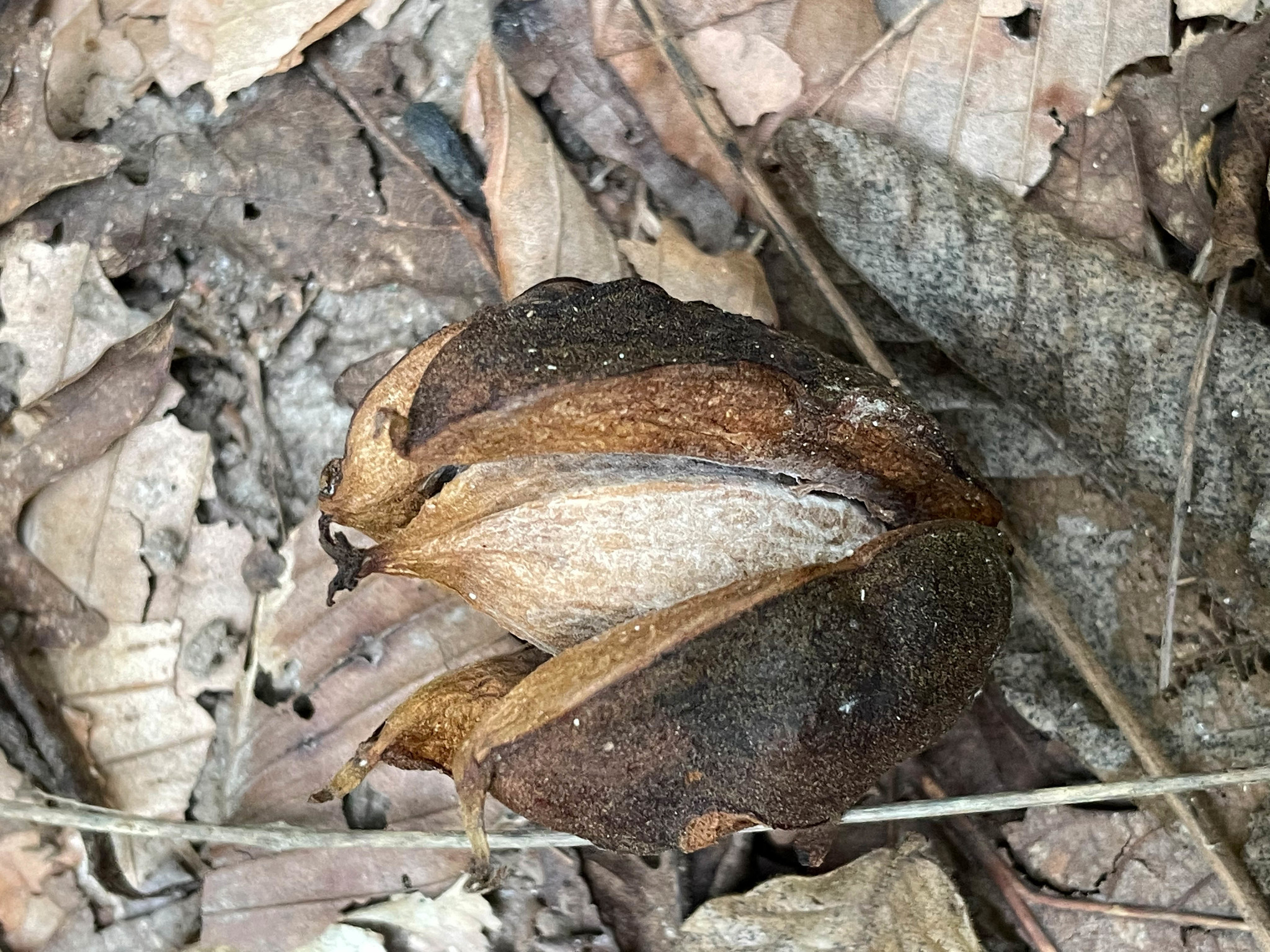 Red Hickory in Talbot Co., Maryland (10/24/2021). (c) johnbotany, some rights reserved (<a rel='license' href='http://creativecommons.org/licenses/by-nc/4.0/'>CC BY-NC</a>).