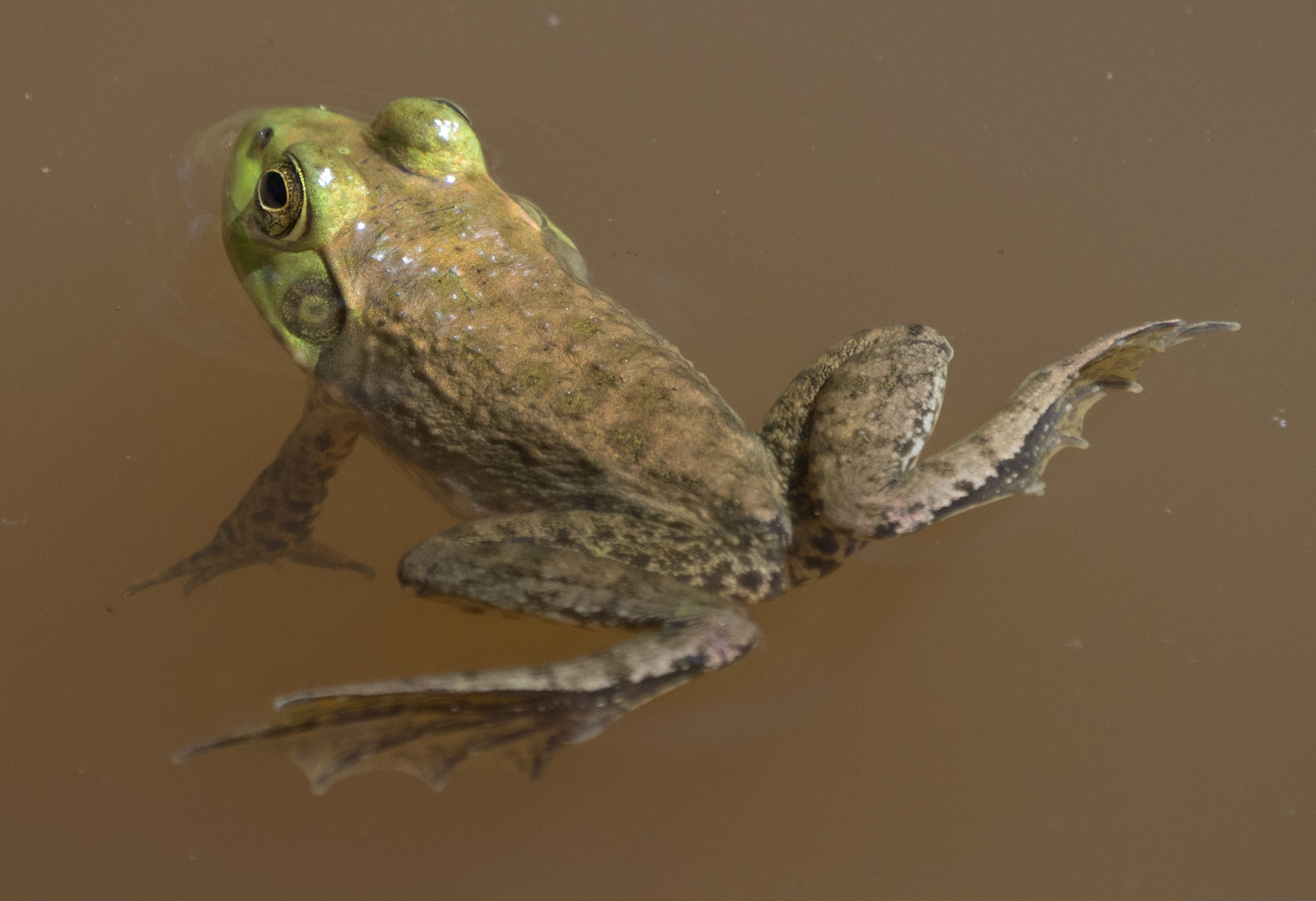 Maryland Biodiversity Project American Bullfrog Lithobates Catesbeianus