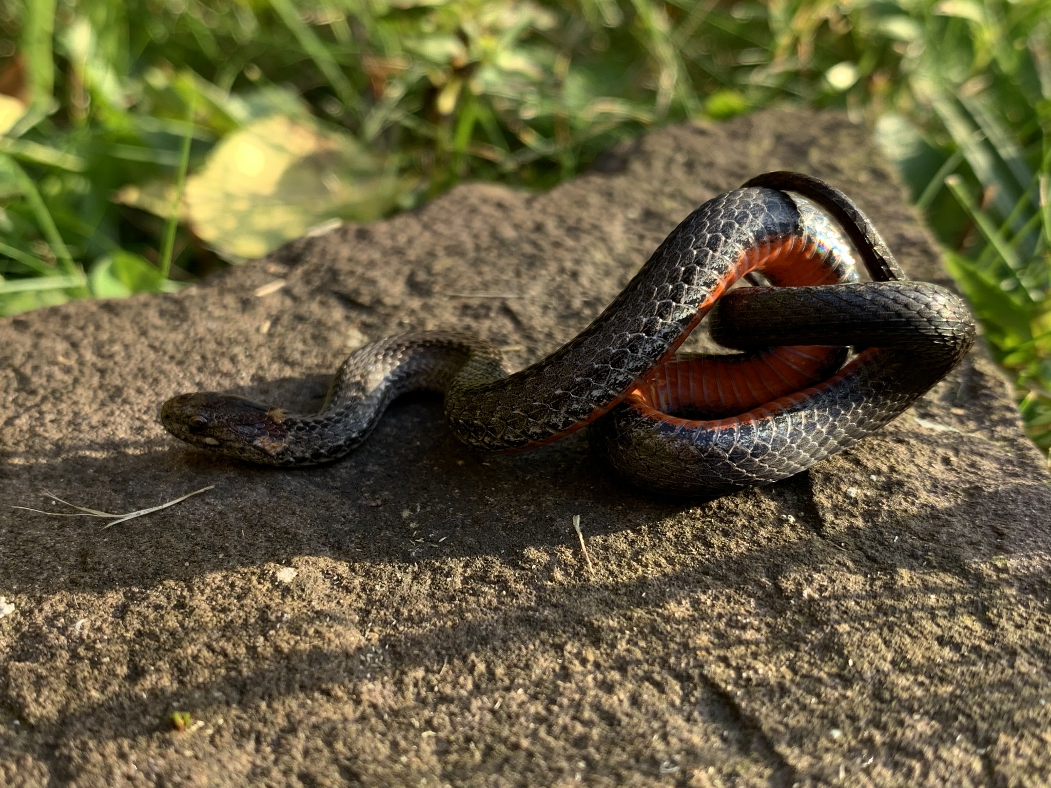 Maryland Biodiversity Project - Red-bellied Snake (Storeria