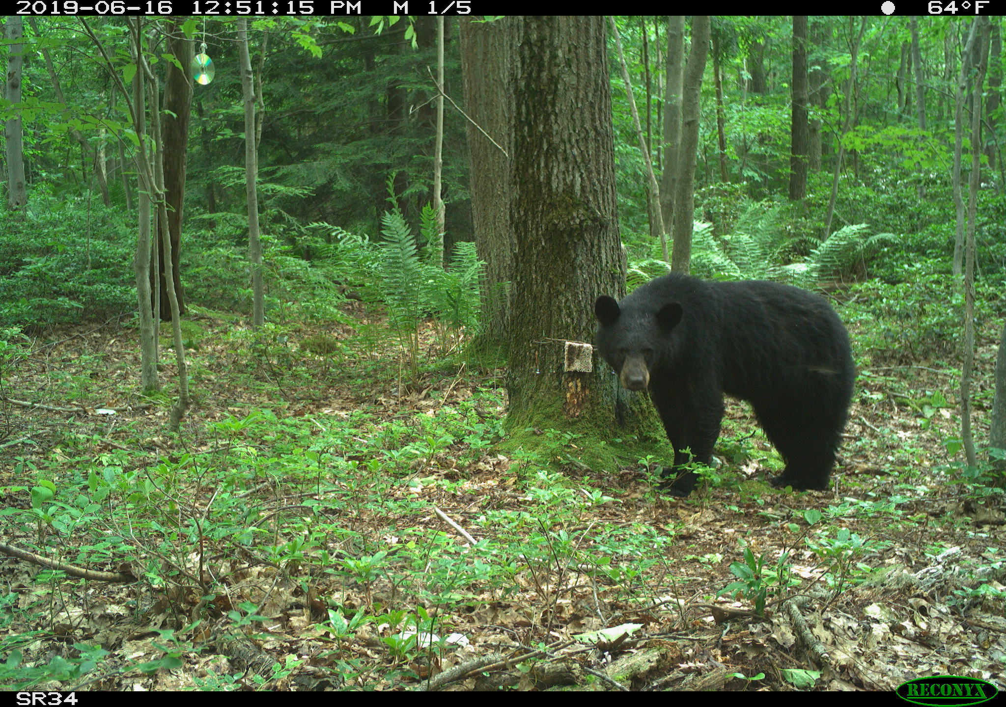 Maryland Biodiversity Project Black Bear (Ursus americanus)