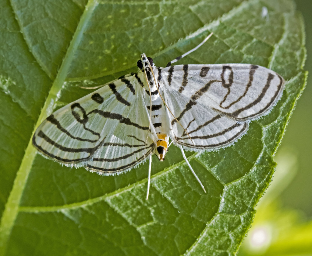 Zebra Conchylodes Moth