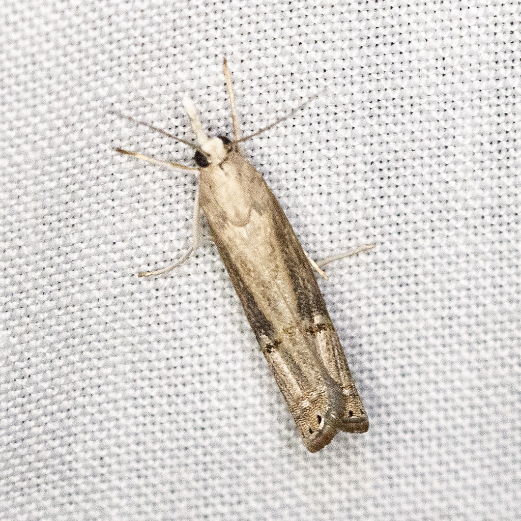 Maryland Biodiversity Project - Bluegrass Webworm Moth (Parapediasia ...