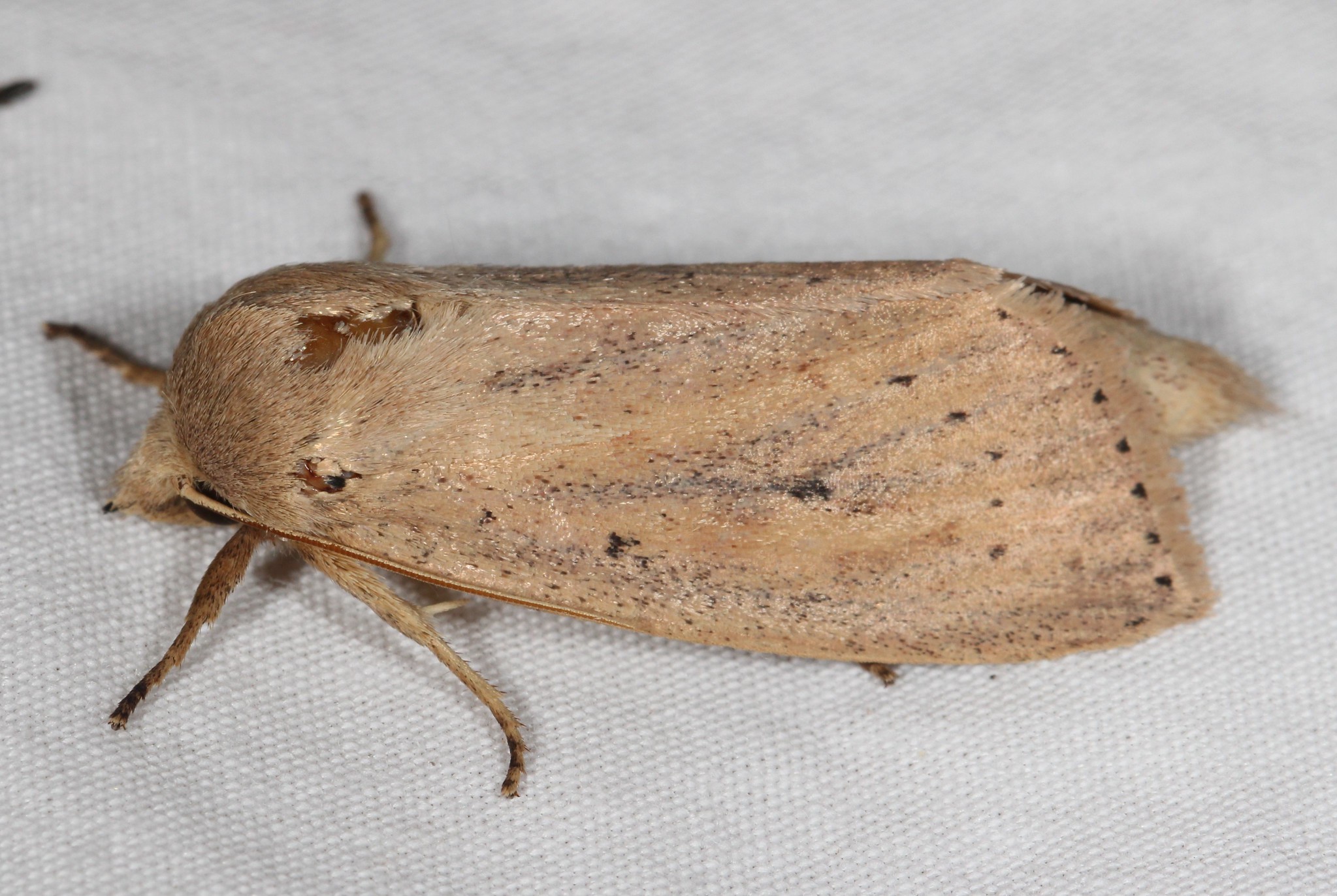 Maryland Biodiversity Project - Oblong Sedge Borer Moth (Globia oblonga)
