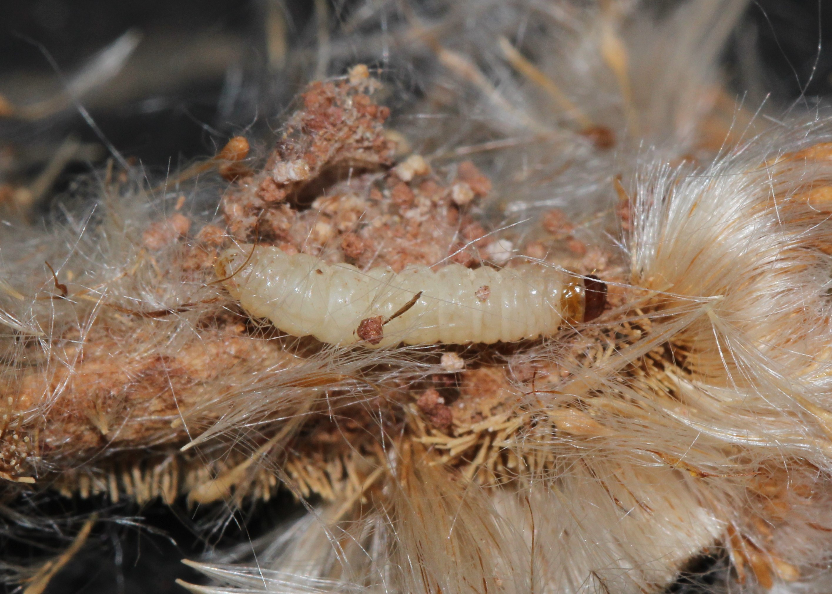 Maryland Biodiversity Project - Julia's Dicymolomia Moth (Dicymolomia ...