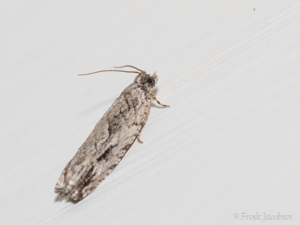 Maryland Biodiversity Project - Arrowhead Moth (Gretchena deludana)