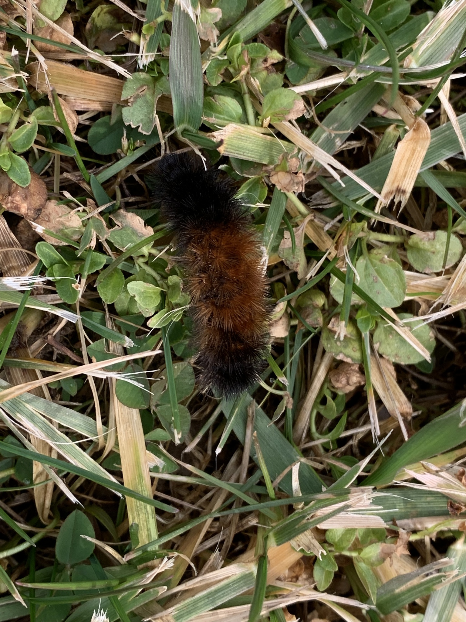 Maryland Biodiversity Project Record Id 909403