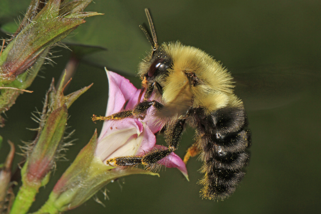 About Common Eastern Bumble Bee Maryland Biodiversity Project