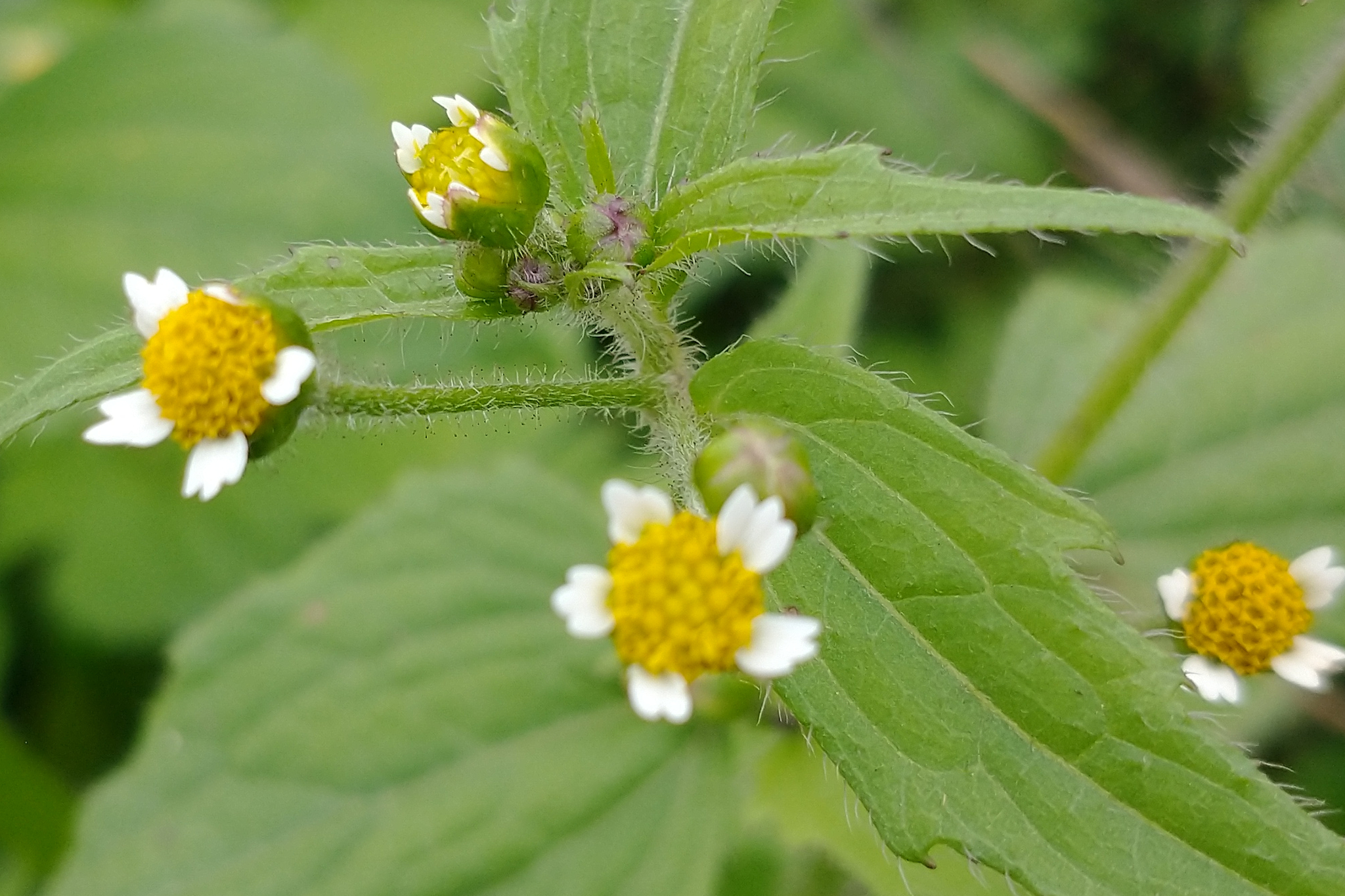 Maryland Biodiversity Project - Shaggy Soldier (Galinsoga quadriradiata)