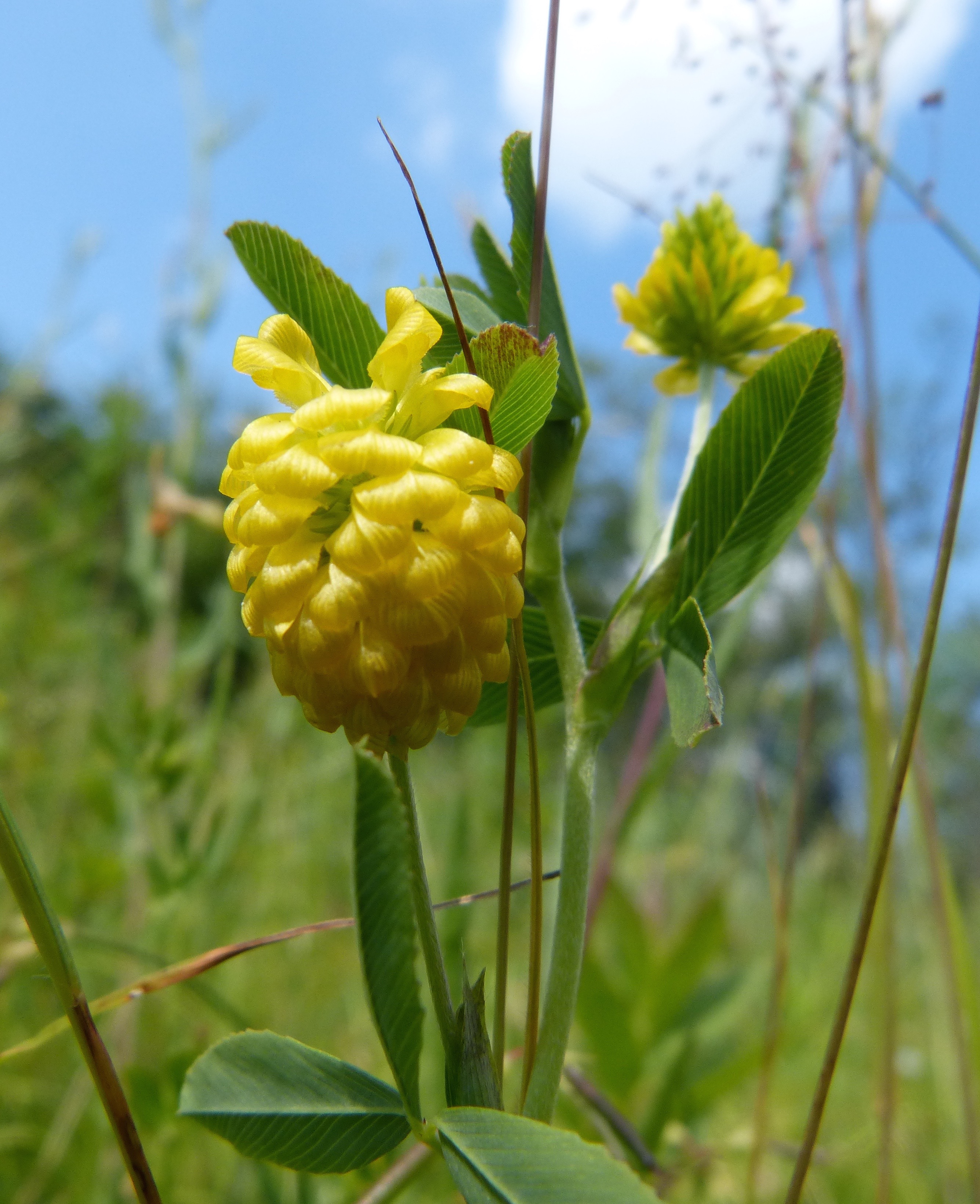 WHAT THE (golden clover)