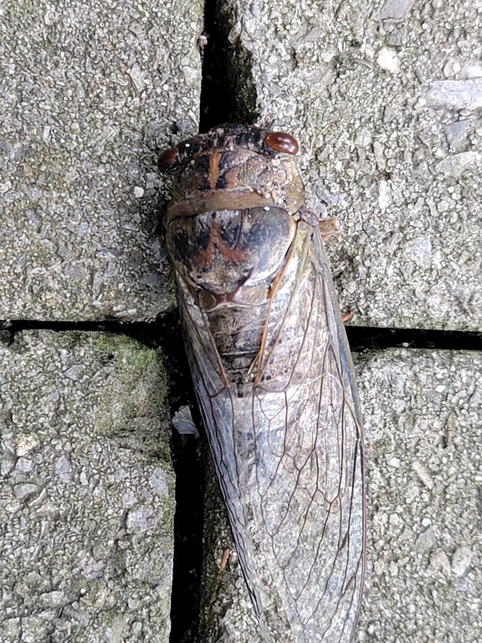 Maryland Biodiversity Project - Northern Dusk Singing Cicada ...