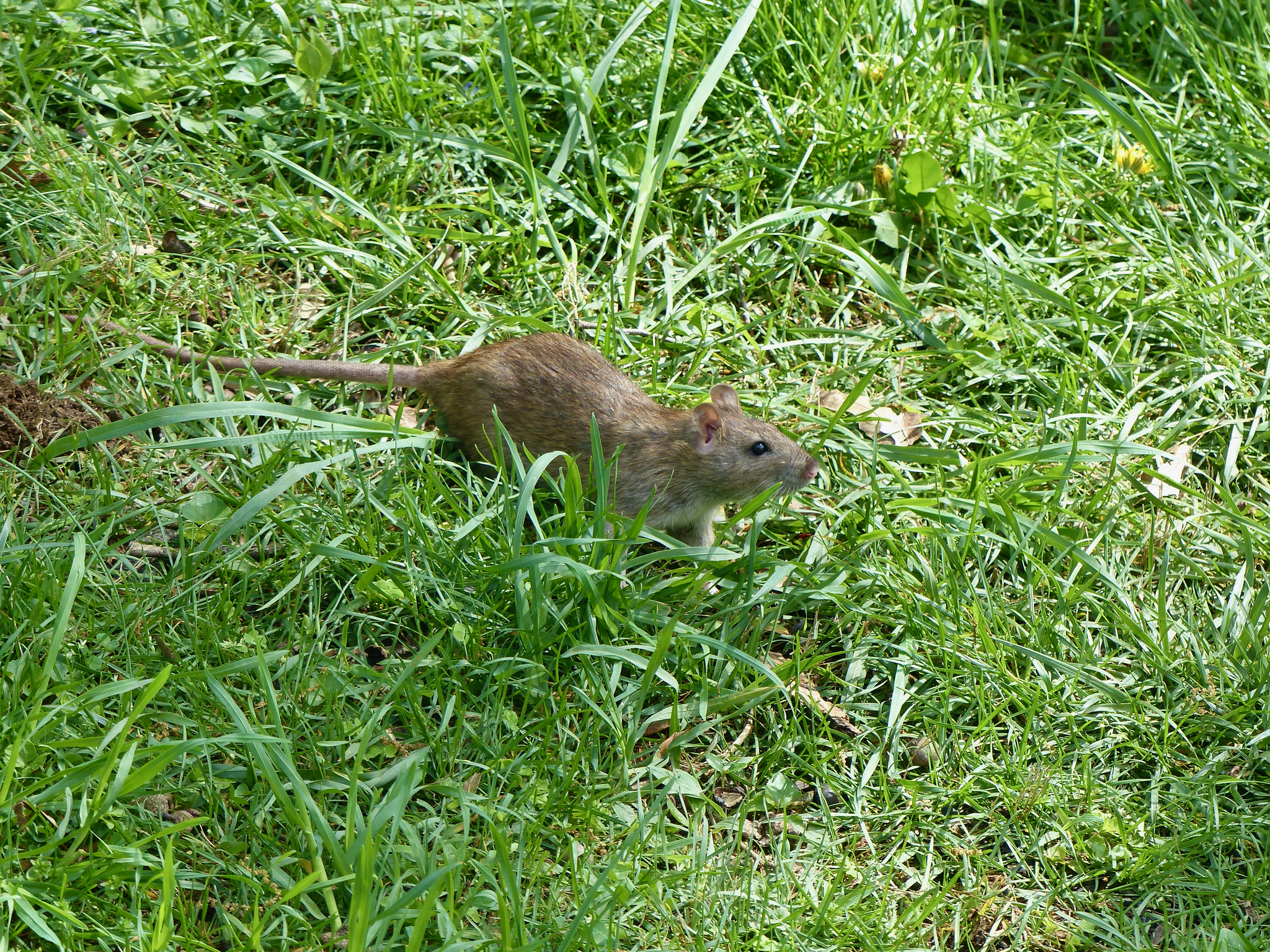 Maryland Biodiversity Project Norway Rat Rattus Norvegicus