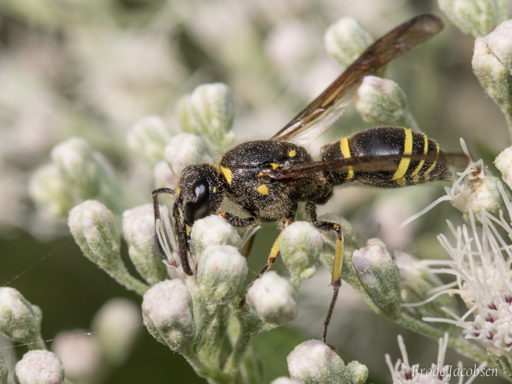 Maryland Biodiversity Project - No Common Name (Ancistrocerus sp.)