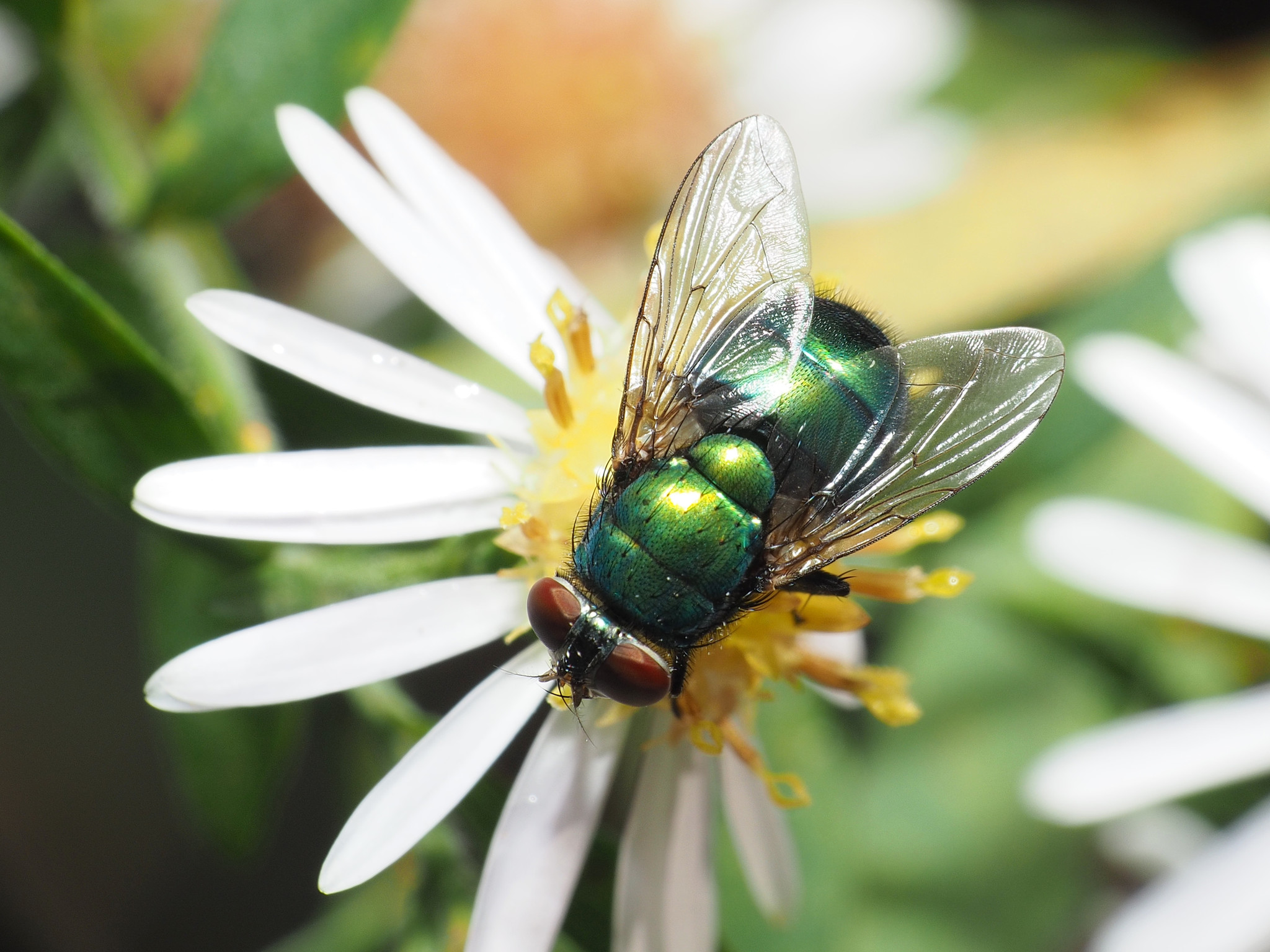 About Blue green Bottle Fly Maryland Biodiversity Project About Blue green Bottle Fly Maryland Biodiversity Project