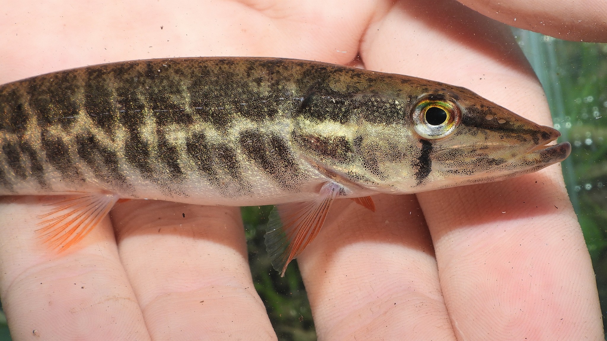 Redfin Pickerel in Anne Arundel Co., Maryland (Date obscured). (c) Emilio Concari, some rights reserved (<a rel='license' href='http://creativecommons.org/licenses/by-nc/4.0/'>CC BY-NC</a>).