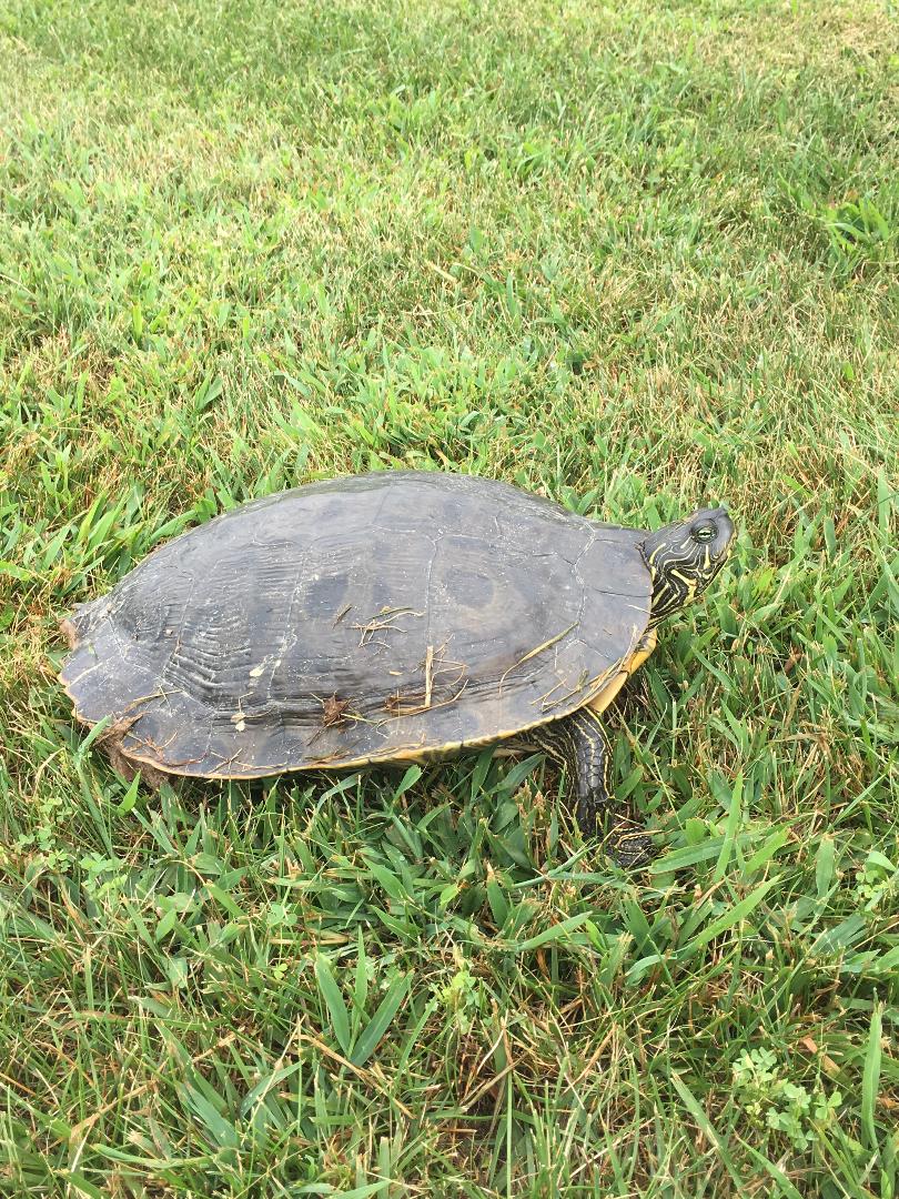 Maryland Biodiversity Project - Texas Cooter (Pseudemys texana)