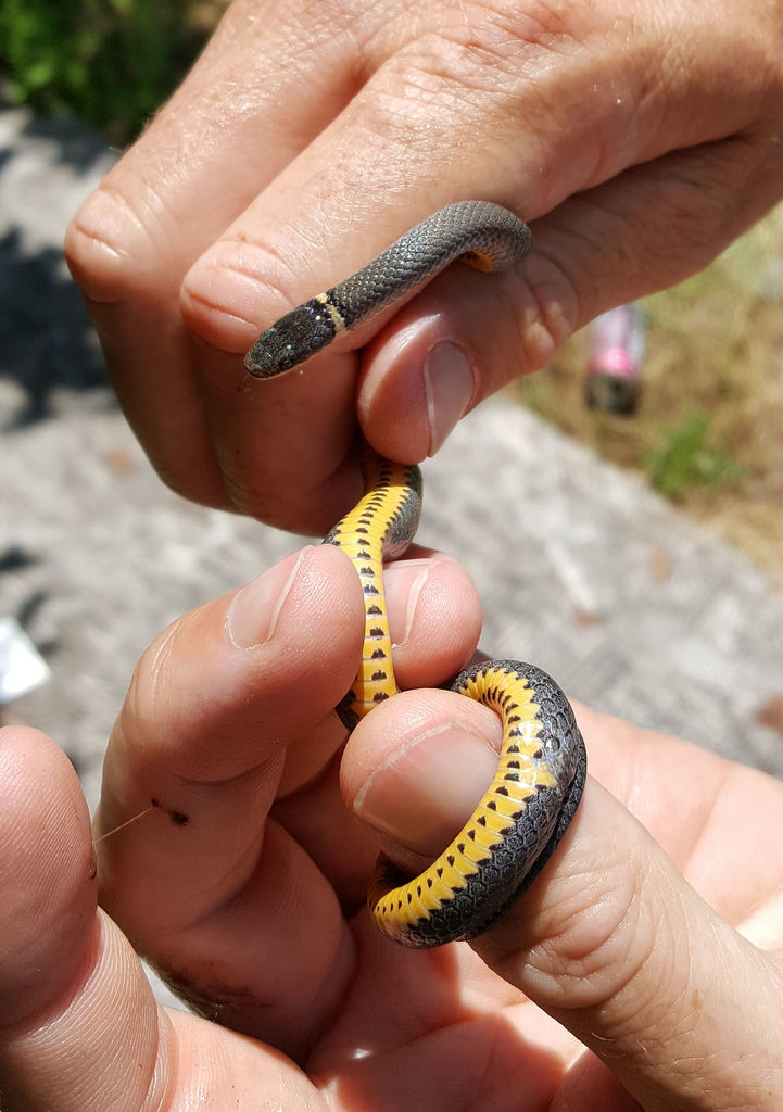 Maryland Biodiversity Project - Ring-necked Snake (Diadophis punctatus)