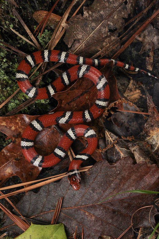 PHOTOS: Leonardo DiCaprio Names New Snake Species Discovered in