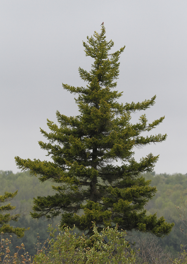 About Red Spruce - Maryland Biodiversity Project