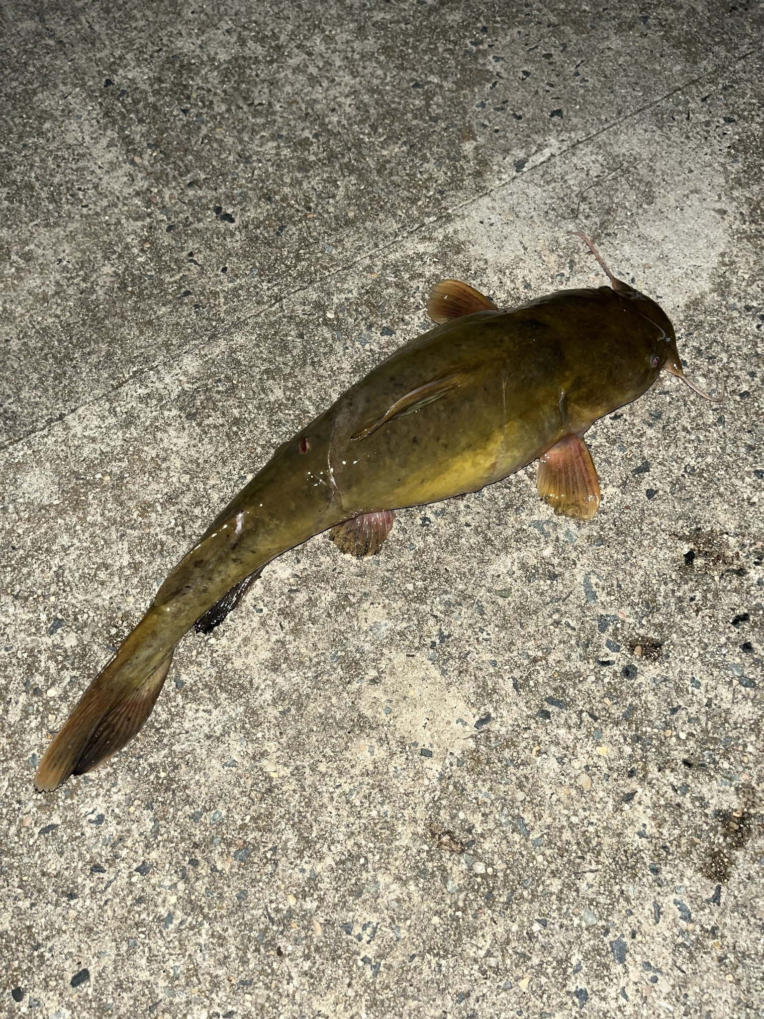 Maryland Biodiversity Project - Flathead Catfish (Pylodictis olivaris)