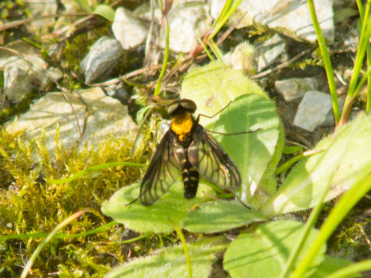 Maryland Biodiversity Project - Golden-backed Snipe Fly