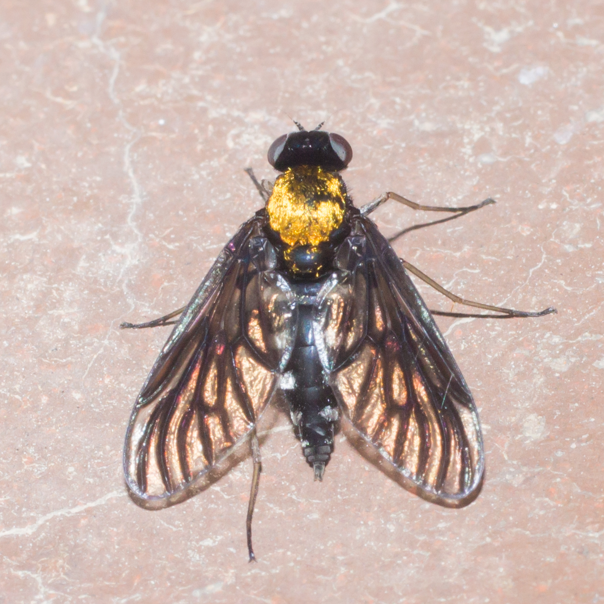 Maryland Biodiversity Project - Golden-backed Snipe Fly