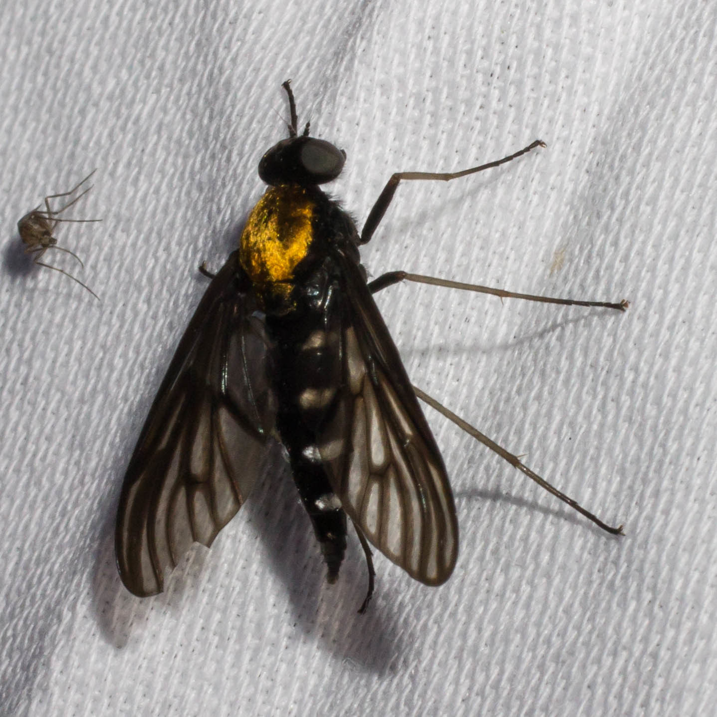 Maryland Biodiversity Project - Golden-backed Snipe Fly